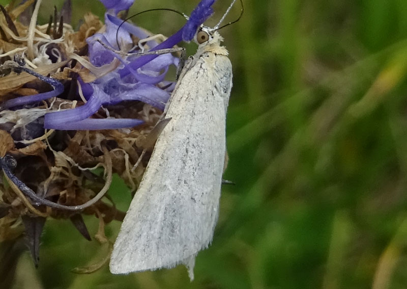 Cfr. Udea austriacalis - Crambidae